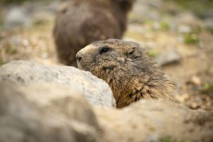 Foto aus dem Album Stiftsbibliothek St. Gallen / Wildpark Peter und Paul, 21.05.21