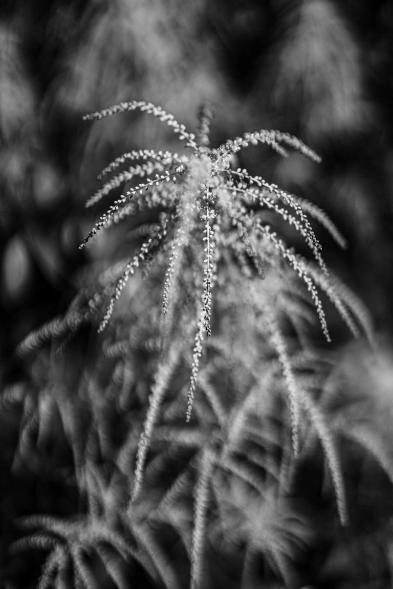 Adrian Blaser